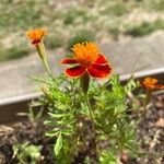 Tagetes tenuifolia Лист