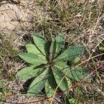 Pilosella officinarumLeaf