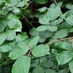 Rubus elegantispinosus Lehti