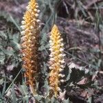 Orobanche alsatica Habitus