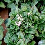 Myosotis sylvatica Libunga