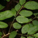 Lennea viridiflora List