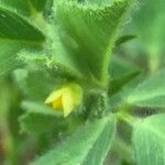 Medicago rigidula 花