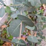 Eucalyptus gunnii Bark