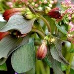 Alstroemeria aurea Habit