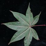Acer campbellii Lapas