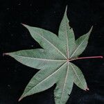 Acer campbellii Leaf