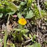 Calendula arvensisFlower