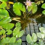 Nymphaea nouchali 整株植物