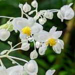 Begonia angularis Blomst