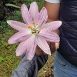 Passiflora tripartita Flor