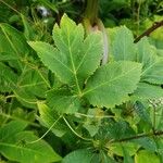 Angelica gigas Foglia