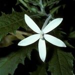 Hippobroma longiflora Цветок