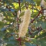 Cunonia capensis Flor