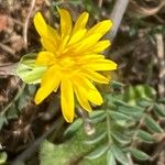 Reichardia intermedia Flower