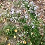 Symphyotrichum cordifoliumFulla