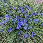 Iris unguicularis 整株植物