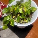 Epipremnum aureum পাতা