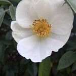 Rosa laevigata Flower