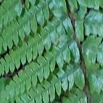 Polystichum braunii Folha