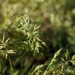 Schismus arabicus Hoja