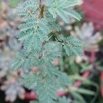 Acacia tortilis Hoja