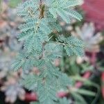 Acacia tortilis Blad