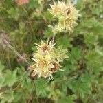 Potentilla valderia Flower