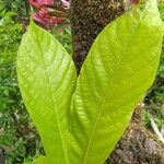 Theobroma cacao 葉