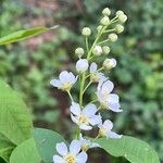 Prunus padus Fleur