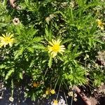 Euryops chrysanthemoides Floro
