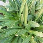 Armeria arenaria Feuille