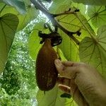 Pterospermum acerifolium Fruit