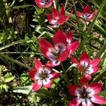Tulipa clusiana Floro