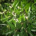 Pittosporum undulatum Lehti