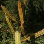 Calliandra rubescens Vrucht