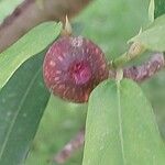 Ficus erecta Gyümölcs