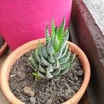 Haworthia reinwardtiiFolha