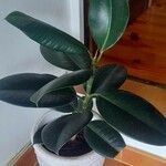 Ficus elastica Folha