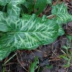 Arum pictumLeaf