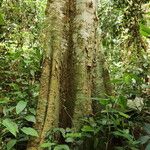 Celtis mildbraedii Rinde