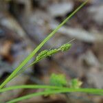 Carex swanii Kůra