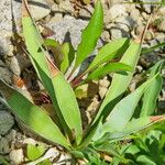 Yucca harrimaniae Hàbitat