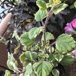 Plectranthus fruticosus Blatt