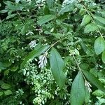 Ligustrum obtusifoliumCvet