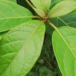 Terminalia superba Hoja