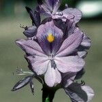 Pontederia crassipes Цвят