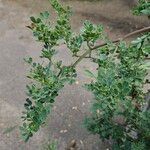 Coronilla glauca Tervik taim