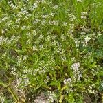 Valeriana eriocarpa Flower