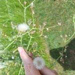 Sonchus asper Flower